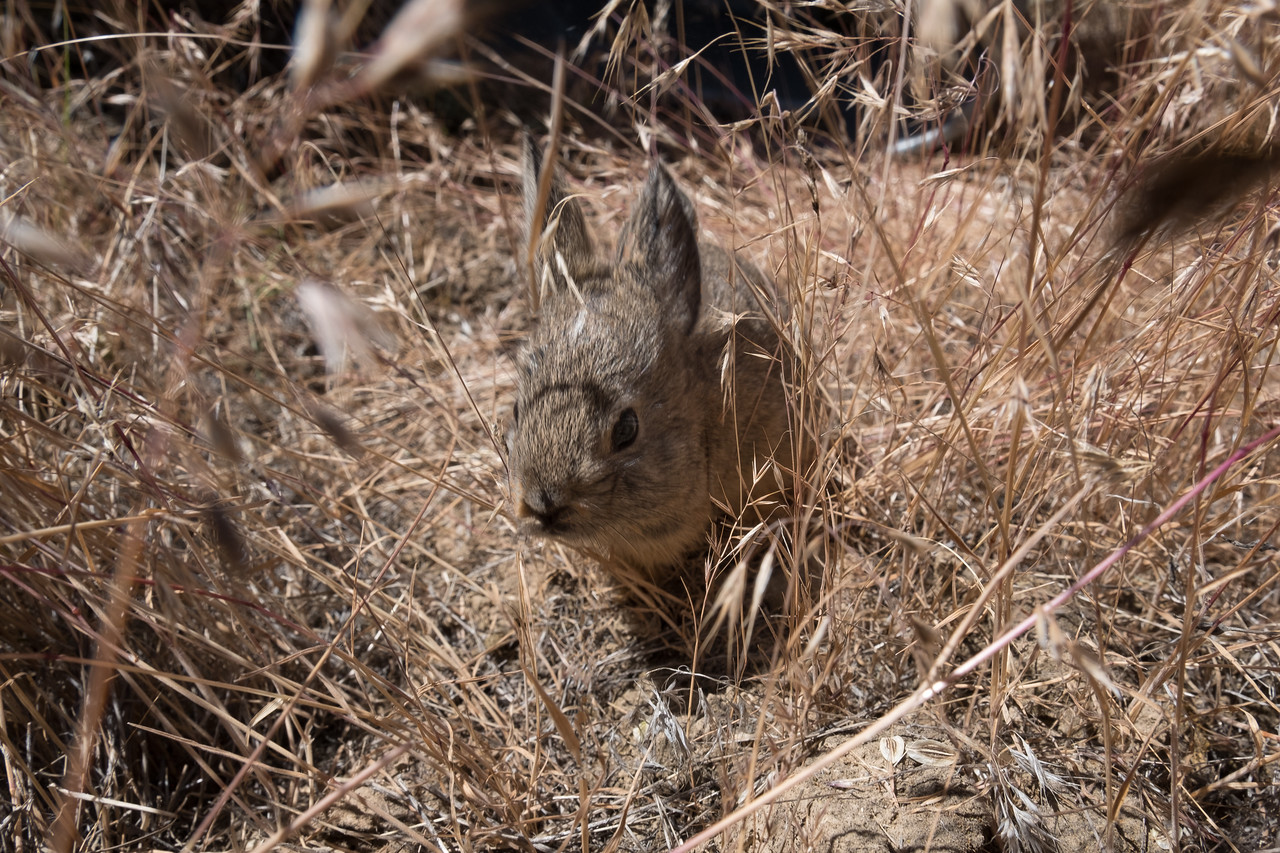 Pygmy rabbit in temporary holding enclosure in the wild.